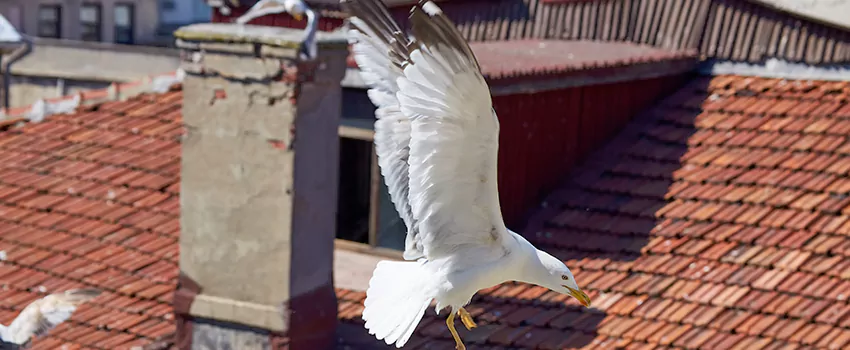 Residential Chimney Animal Removal Solution in Sun Valley, NV